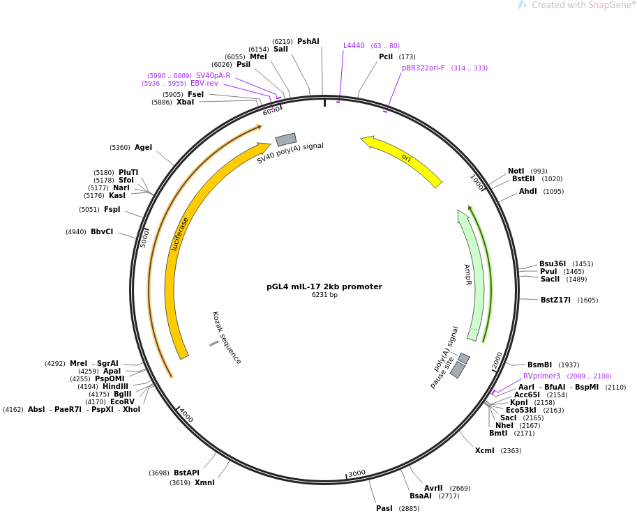 pGL4 mIL-17 2kb promoter质粒图谱